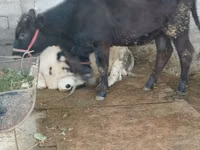Cow, Cattle — photo 3