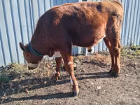 Bulle, Russian Black pied cattle — Foto 4