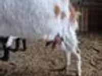 Billy Goat, Nubian Goat — photo 7