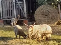 भेड़, Racka sheep — फ़ोटो 1