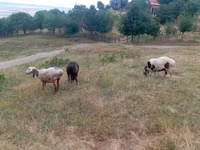 भेड़, Kazakh meat-wool sheep — फ़ोटो 4