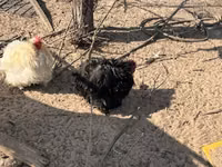 بيكين بانتام — الصورة 2