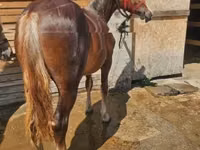 母马, Horses — 照片 3
