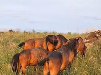 Horses (batch, sex not specified), Kazakh horse — photo 6