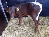 Bull, Limousin cow — photo 2