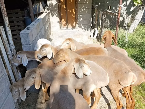 Хонь, Arashan sheep