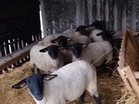 Sheep (batch, sex not specified), White Suffolk sheep — photo 2
