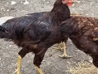 Rhode Island Red — photo 3