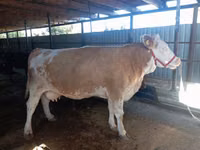 Cow, Simmental cattle — photo 4