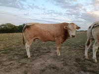 Bull, Blonde d’Aquitane cattle — photo 2