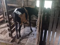 Kuh, Holstein-Rasse — Foto 3