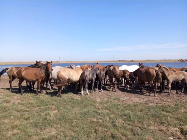 Horses (batch, sex not specified), Horses