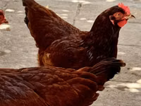 Rhode Island Red — photo 3