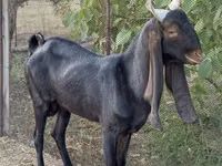 Ямаа, Kamori goats — 3 зураг