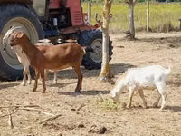 Cabra, Nubian Goat — foto 3