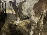 Vaca, Raza Holstein — foto 5