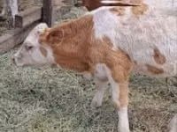 Bovinos (lote, sexo no especificado), Simmental cattle — foto 4