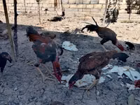 Chickens — फ़ोटो 2