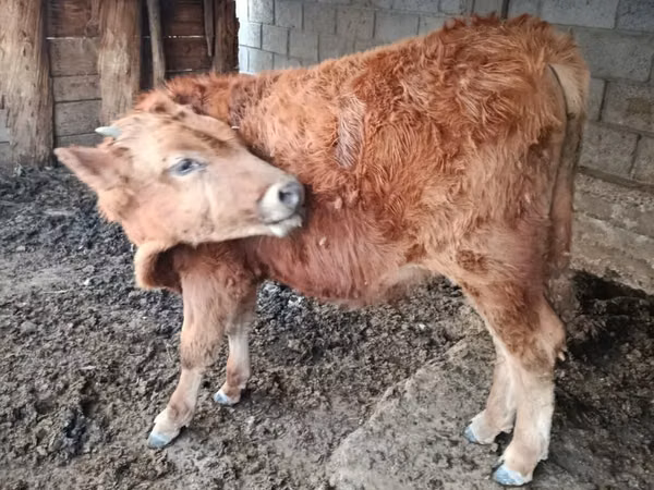 Bull, Simmental cattle