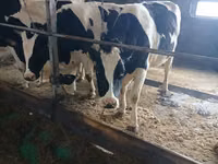 Kuh, Holstein-Rasse — Foto 5