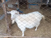 عنزة, Saanen goat — الصورة 3