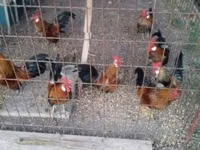 Holländisches Bantam — Foto 4