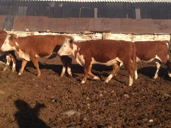 Cow, Swiss cattle