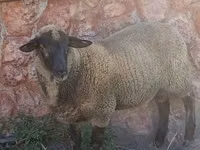 公羊, Suffolk sheep — 照片 1