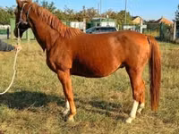 Hengst, Kisber felver — Foto 2