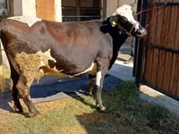 母牛, Holstein breed — 照片 3