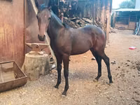 Адуу, French Trotter — 2 зураг