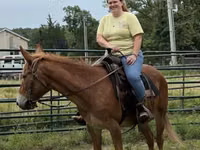 Caballo, Mule — foto 7