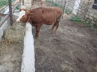 Cow, Simmental cattle — photo 2