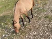 घोड़ी, Azerbaijan horse — फ़ोटो 4