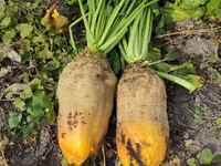 Продам сено и кормовую сфеклу — foto 2