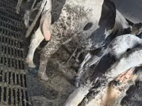 母牛, Russian Black pied cattle — 照片 5