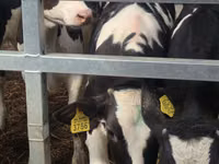 Bulle, Simmental cattle — Foto 7