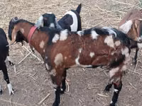 تيس, Nubian Goat — الصورة 1