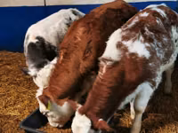 Бух, Simmental cattle — 1 зураг