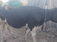 母牛, Wild yak — 照片 4