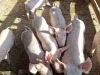 Pigs (batch, sex not specified) — photo 4