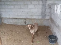 Cabras (lote, sexo no especificado), Cabras — foto 1