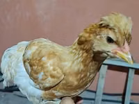 Chickens — Foto 2