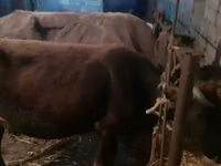 母牛, Cattle — 照片 2