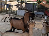 تيس, Alpine goat — الصورة 3