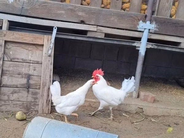 Japanese Bantam