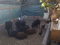 Ram, Arabi sheep — photo 2