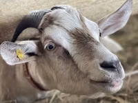Ямаа, Nubian Goat — 4 зураг