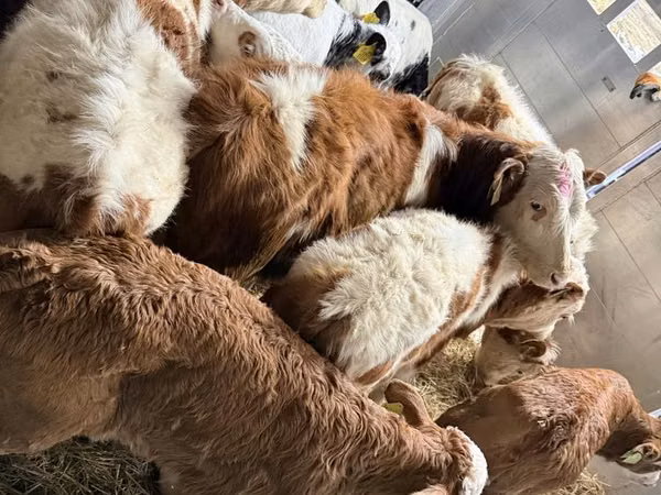公牛, Simmental cattle