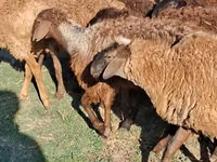 Camella, Camellos — foto 3